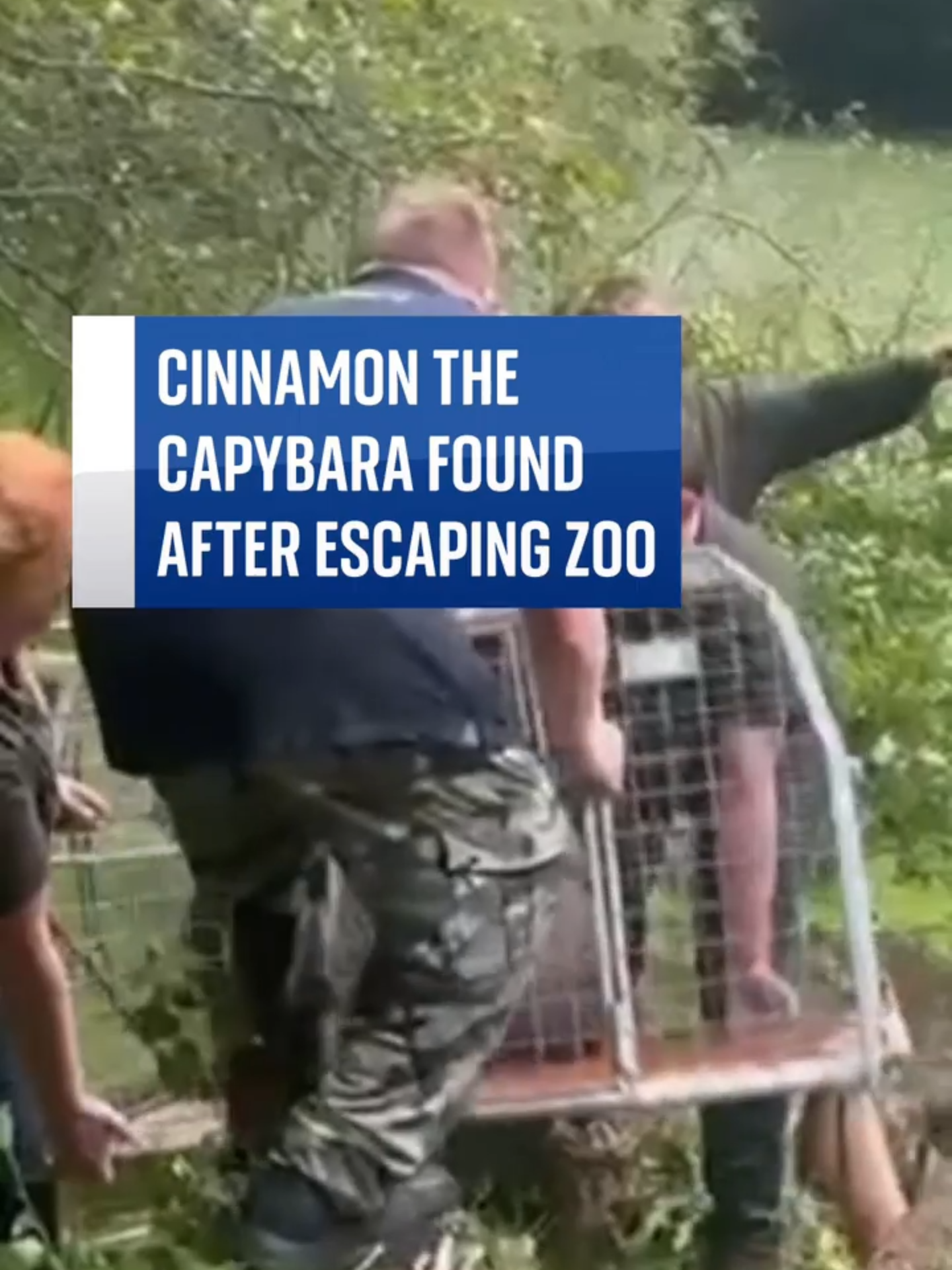 #Cinnamon the #Capybara captured the attention of audiences around the world after she escaped from her enclosure at Hoo Zoo and Dinosaur World, near Telford.  Now Cinnamon has been found and returned safely to her home ♥️  #Fyp #UKNews