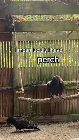 Did you know that birds require a wide variety of surfaces and textures to stand on to keep their feet healthy? We call these perches!  Here at the raptor center we make sure all our birds have a variety of dynamic and static perches (aka some that move and some that don’t!). This not only prevents pesky infections like bumble foot but allows them to practice balance like they would in the wild. It’s also really stinking cute to watch them play on their swings.  • • • #wildlife #wildliferehab #raptorrehab #wildliferescue #birdsofprey #ohiowildlife #yellowsprings #rescuerehabrelease #raptorcenter #rehabilitationacts 