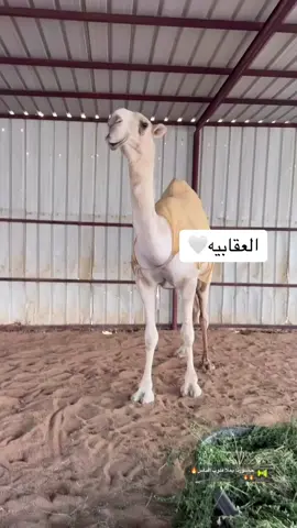 فردي دق الوضح. #الجليدي #البقوم #تربه_البقوم #العقابيات #شقران_الجليدي #تلاد_الجزيره #اكسبلور #عقابيات_البقوم #عقاب #الابل #جادة_الابل #جادة_الطايف 