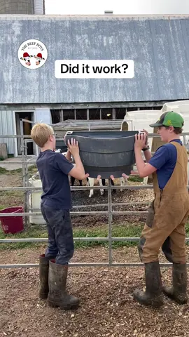 Moving the milk down so the calves can reach it better! #diditwork #the_beef_boys #farmtok #7seconds #farm #farmlife #cow #calf #milk #dairy #happy #cute #teamwork #food #raisedonafarm #learning #fyp #foryou #novascotia 