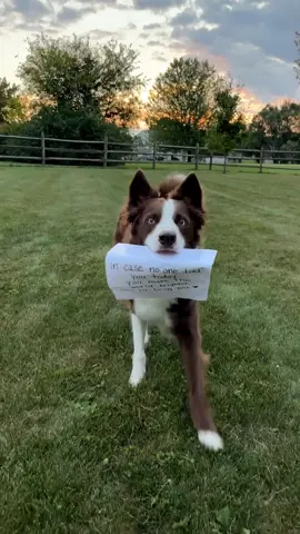 Don’t you ever forget it 🫶🏼🥹 IB: @Sara Christiansen Jeffs #dogsoftiktok #motivationalquotes #ilovemydog