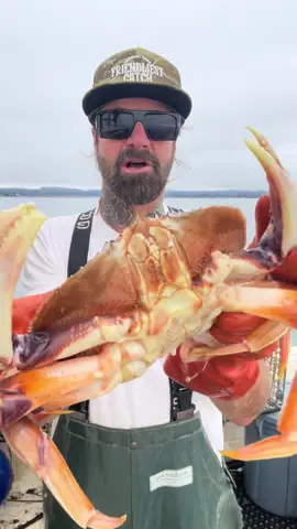 Molting Dungeness Crab #crab #friendliestcatch #crabs #deepseafishing #commercialfishing 