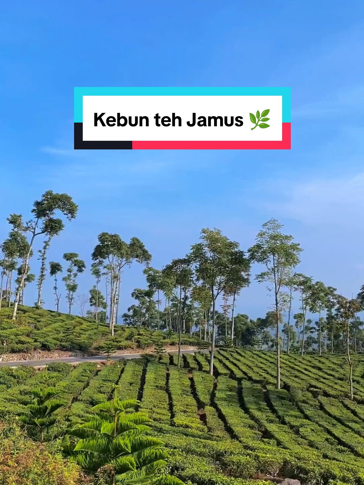 Kalau video ini sampai di Kamu, itu tandanya Kamu butuh hilling 😁 #agrowisatajamus #kebuntehjamus #wisatangawi #wisataalam #fyp 