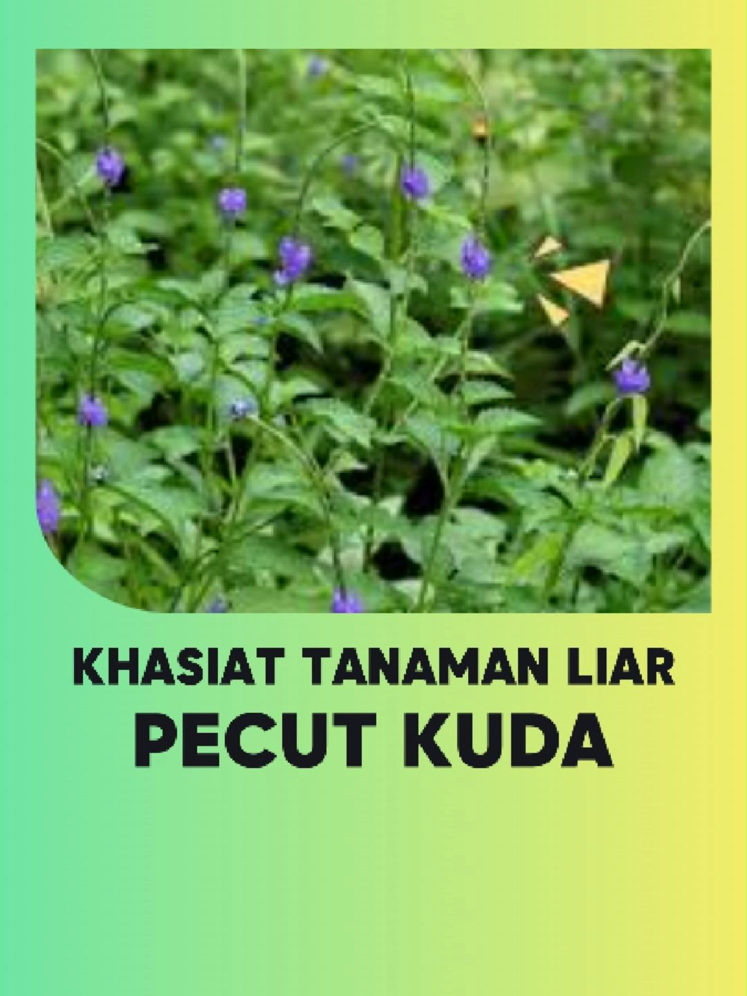 Pecut Kuda Bunga Ungu, tanaman liar dengan manfaat yang luar biasa! 🌸  #PecutKuda #HerbalAlami #PengobatanTradisional #KesehatanHerbal #BungaUngu #fyp #tipssehat #sehatalami #hidupsehat