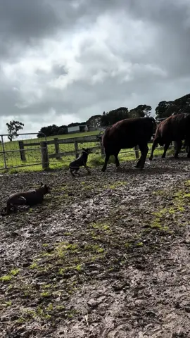 Tess and Skye moving heifers #kelpies #kelpie #kelpiesoftiktok #stockdogs #workingdog #brambull #livestock #cattledog #sheepdog #austok #fyp #austok🇦🇺 #fypp #fypdog #fypag #australia🇦🇺 