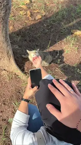 pat pat hehe,petting cats on a daily basis🫶🏻