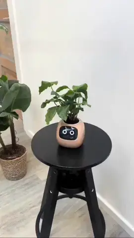 https://gardenparadisiac.com/products/tuya-ivy-smart-planter-endless-fun-over-49-rich-expressions-7-smart-sensors-ai-chips-make-raising-plants-easy-and-fun-1 #fyp #pourtoii #smartplant #jardin 