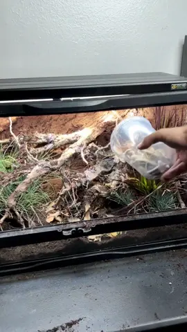 Hoy #expoterrariarepost de @herptime Excavation time 👷 or at least my version 🚧 I’ve never used @zoomedlabs excavator clay before this video, but I think this Australian themed enclosure turned out kinda cool! The goal here was to make a cool background coupled with some really gnarly roots to go for a rock face or bank that a gecko might call home, looking for bugs in and out of the roots. The gecko in this enclosure is an Australian velvet gecko (Oedura monilis), a unique and beautiful species. Normally excavator clay would be used for burrowing animals that want to dig, but I figured it might make a good background material. Despite being my first time using this as a background I’d say it was succesful! It’s always fun to branch out and that’s what makes building enclosures enjoyable. Building as many as possible and modifying technique and the composition usually only makes the enclosure look more natural. Practice makes perfect! Observing nature and research on habitat always helps too. No matter where in the world you are, there is a certain flow to nature, rocks, wood, and plants. Once that is understood, it’s easier to make enclosures on the fly. The cool thing about this clay is it is relatively easy to remove when it’s time to start over. Definitely something I’ll try again someday! #HerpTime #herpetology #herpetoculture #reptile #reptiles #lizard #lizards #gecko #geckos #velvetgecko #oedura #oeduramonilis #rarereptiles #terrarium #vivarium #bioactive #bioactiveterrarium #bioactivevivarium #bioactivesetup #DIY #hardscape #aquascape #aesthetics #satisfying #asmr #nature #repost 