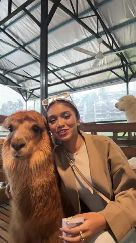 Another travel tiktok the alpaca was the main character🥰 #cameronhighland 