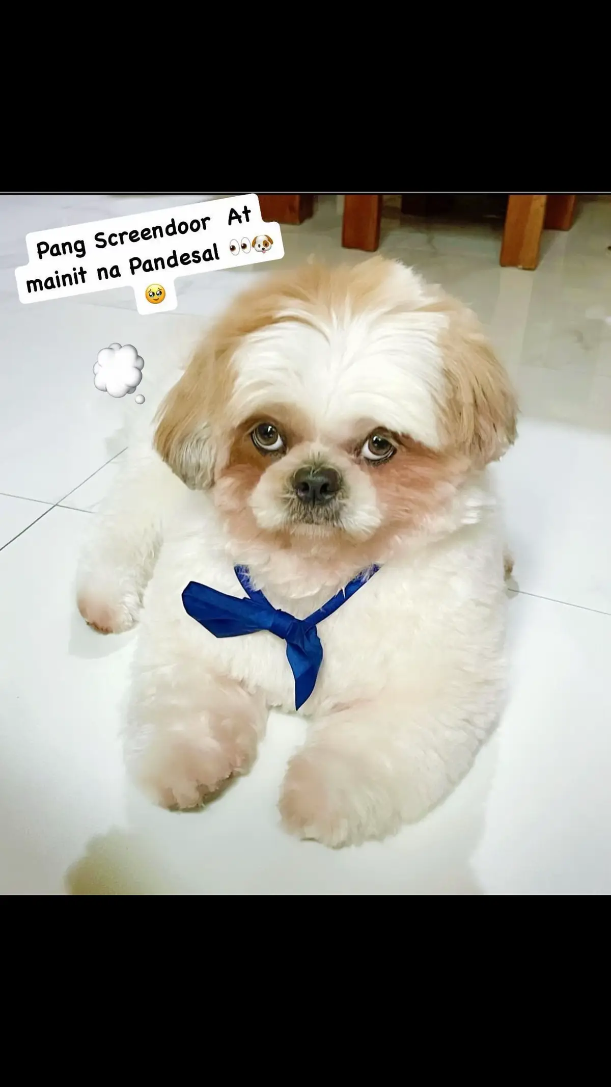 Maka Tulak naman ng pinto  kala mo nagbabayad ng Pandesal 🙄🤣  #asongadiksapandesal #flyingdoggo #PandaPandesal #pandapandesalfamily #pandaserye🐼 #shihtzusoftiktok #fyp 