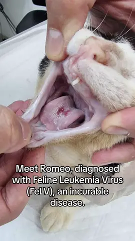 Romeo was diagnosed with FeLV; Feline Leukemia Virus, an incurable disease that will eventually take his life: “There is no treatment to eliminate the virus from the body. Most FeLV-infected cats will eventually die or require humane euthanasia due to diseases related to their infection.” He also faces significant challenges other than his FeLV+ status. He has to undergo surgery to remove his spleen after it was discovered he has lymphoma. He also has a large wound that requires surgery as well as ongoing treatment and hospitalization. Lastly, he needs medication for his liver, which has been affected by everything he has gone through. We are raising funds for Romeo’s surgery and long-term care, determined to give him the best possible quality of life. His bill is estimated to be around 10,000 AED (2,000 GBP) due to the large list of treatments and two surgeries required. Every donation helps us help him. Donation Link is in the comments section. #cat #catlover #catsoftiktok #rescue #rescuecat #fyp #fypage #savealife #kitten #cattok #rescueanimals #viral