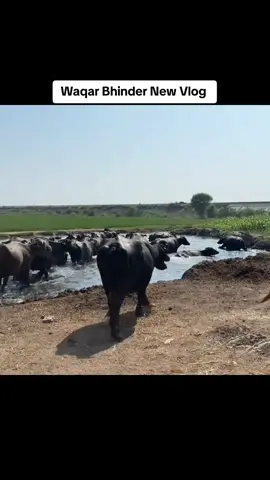 #growmyaccount #Waqar #waqarbhinder52 #waqarbindar #dailyvlog #waqar #Vlog 