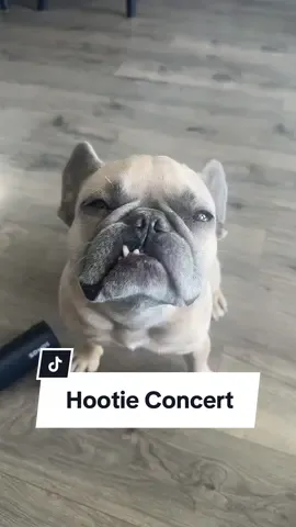 He’s clearly a fan, should i take him? #hootieandtheblowfish #concert #dog #frenchbulldog #dogparents #livemusic #Love cred @Jason Banks 