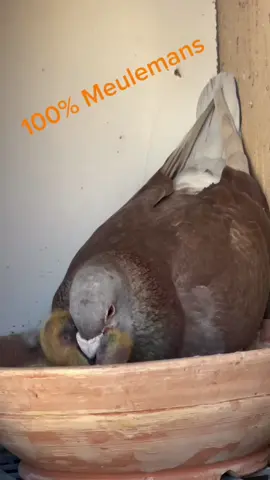 Marathon Racing Pigeons 2024 #eyes #vitamin #vitamine #training #trainingday #growers #grove #Pigeons #old #training #4k #km #shooting #meulemans #marathon #birdsoftiktok #vogel #friends #nederlands #water #drinking #pigeonslover #pinda #youngbirds #pigeonsport #pigeonracing #tauben #viralvideo #wtsp #tiktokviral #trend #trending #nature #porumbei  #beauty #animalslover #herbots #youandme #choco #black 