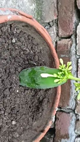 How to grow super beautiful dwarf papaya trees  #plants #unitedstates #fypage #gardeningtips #papaya 
