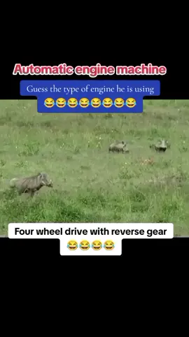 #😂😂😂😂😂😂😂😂😂😂😂😂😂😂😂 #warthog #kenyantiktok🇰🇪 #kenyantiktok #savanachallenge #mara #tuor #foryour this animal is very funny 😂😂