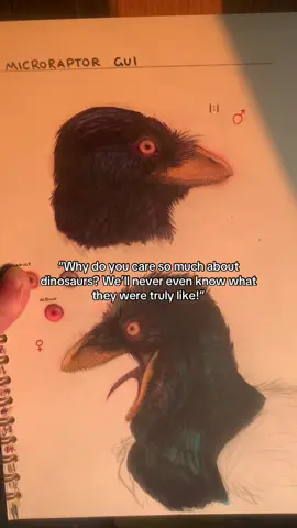 Do you think they knew they were beautiful? I AM IN THE UK! ALL specimens sourced legally, with care from roadkill, window collisions, humane pest control, death in the wild or in captivity. #sculpture #sculptureart #clayart #clay #dinosaursculpture #sculpting #propmaking #taxidermy #sfx #sfxprop #sculpey #dinosaur  #velociraptor #raptor #taxidermy #polymerclay #polymerclayartist  #TimeTravelTaxidermy