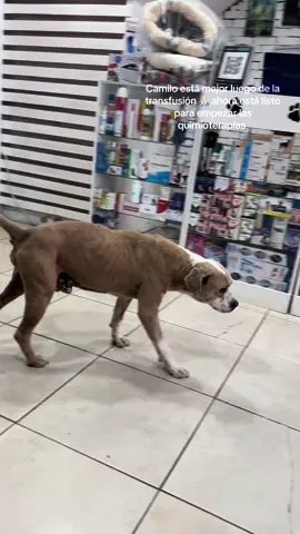 Camilo amaneció mejor luego de la transfusión, ahora está listo para las quimioterapias #salvandocaninos #perritos #salvandovidas #NoAlMaltratoAnimal #ecuador🇪🇨 #ayuda #parati #rescateanimal #caninos 