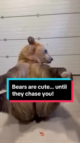 Bears are cute… until they chase you!