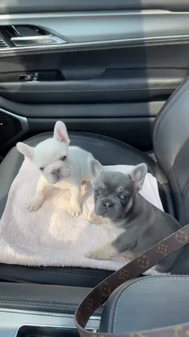 Cant be cuter ! . #frenchbulldogs #asmr #fyp #chubby #fluffydog #frenchie #frenchiesoftiktok 