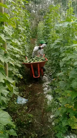 Tidak harus malu dengan berbagai usaha yang kita jalani @apriljedil #cinematicvideo #tubaba_lampung #petanimuda #petanitimun🥒 #cappanahmerah 