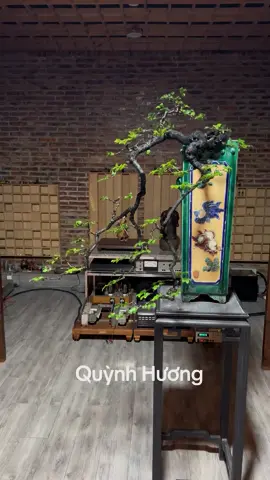 Tùng đen phong thủy lh em @365140841 #bonsai #quynhhuonggarden #tungden #caycanh 