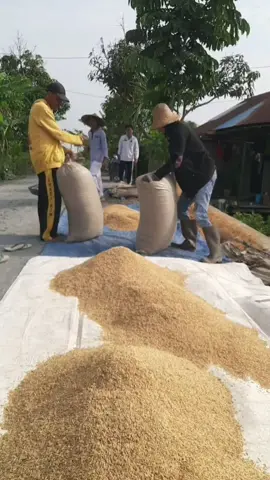 Menjemur Padi | Malabang Banih kegiatan menjemur padi dilakukan setiap setelah panen padi atau mangatam banih, agar  padi kering dan bagus, kegiatan menjemur padi biasanya dilakukan para petani di pinggir jalan raya kampung . #amankubuy #aktivitaspetani #menjemurpadi #jemurpadi #padikuning  #malabangbanih  #panenpadi #mangatambanih #petaniviral #fyp #videotiktok #videoviral #LIVEhighlights #TikTokLIVE #LIVE 