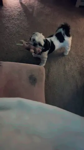 She carries her little Lulu doll everywhere especially at night before bed and watches TV.  - - - - #shihtzusoftiktok  #shihtzu ##shihtzulove  #socute  #cutestdog  #funnydog #doglovestv 