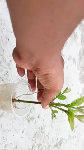 #fyp #gardeningtips #unitedstates #plants 