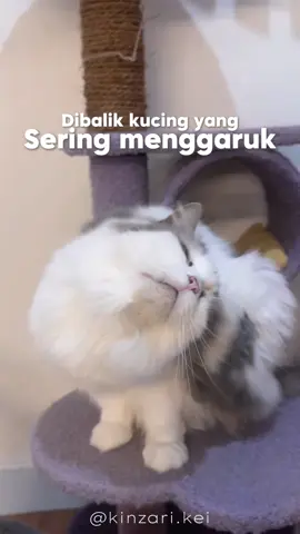 Kucingku sering menggaruk badan, ternyata…. 😭 #cleversolutionsindonesia #paketantigatal #antiscabiesplusclever #obatjamurkucing 