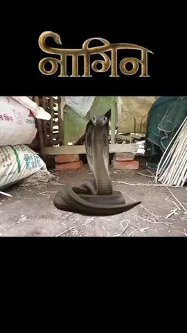 Naagin Best BGM #new #trending #naagin #Naagin6 #Viral #trending #snake 