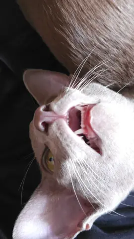 #greeneyes #charming #dobbyisfree #bigears #dobbycat #orientalshorthair #orientalshorthaircat #orientalcat #talkingcat 
