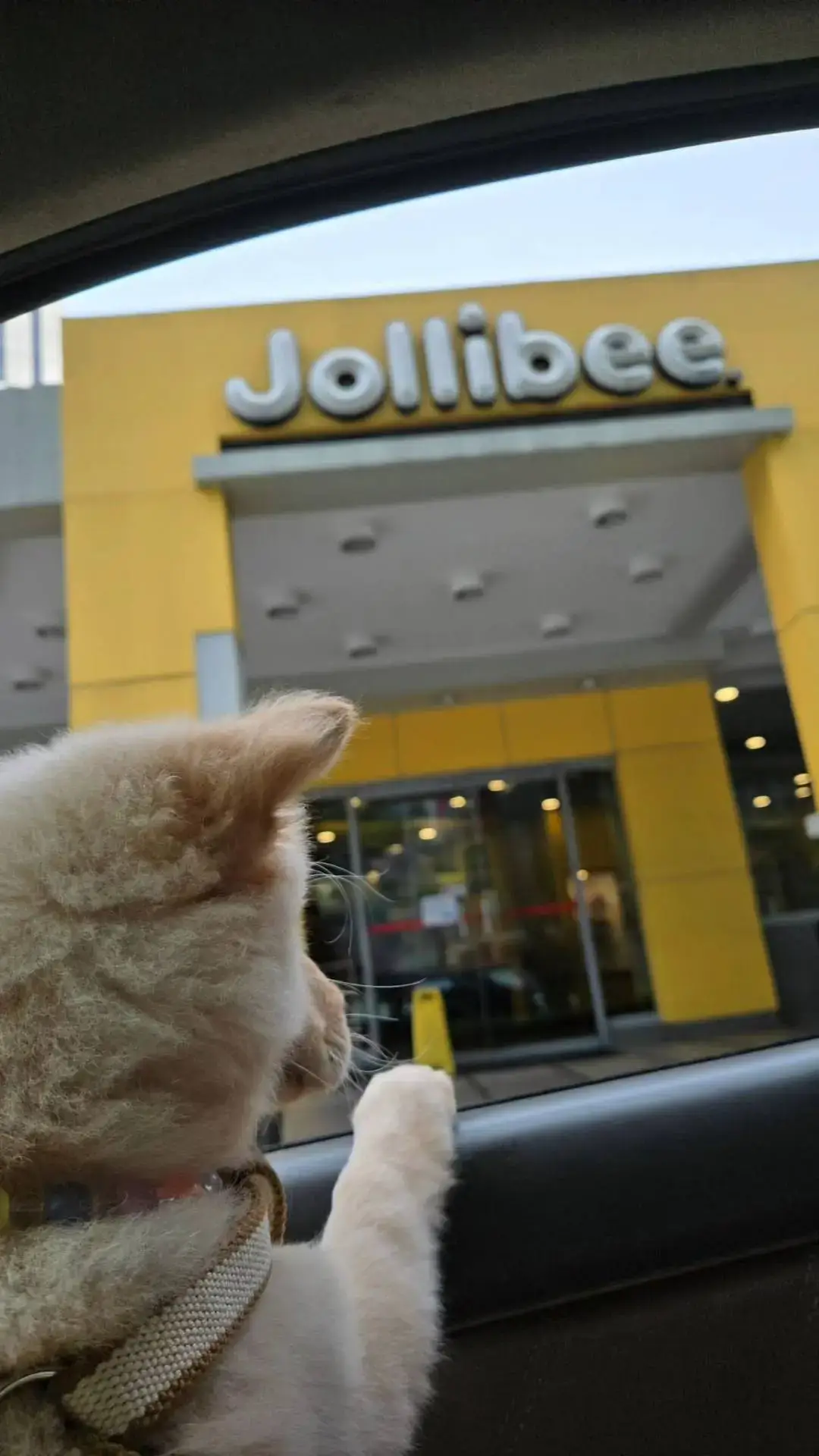 🍯✨💛🐝 looking at jollibee resto 🥹 #bini #fyp 