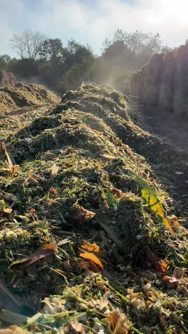 The silage chopping has begun. #farmlife #silage #farmfamily #cattle #Ellisfarms #farmers #ranchlife 