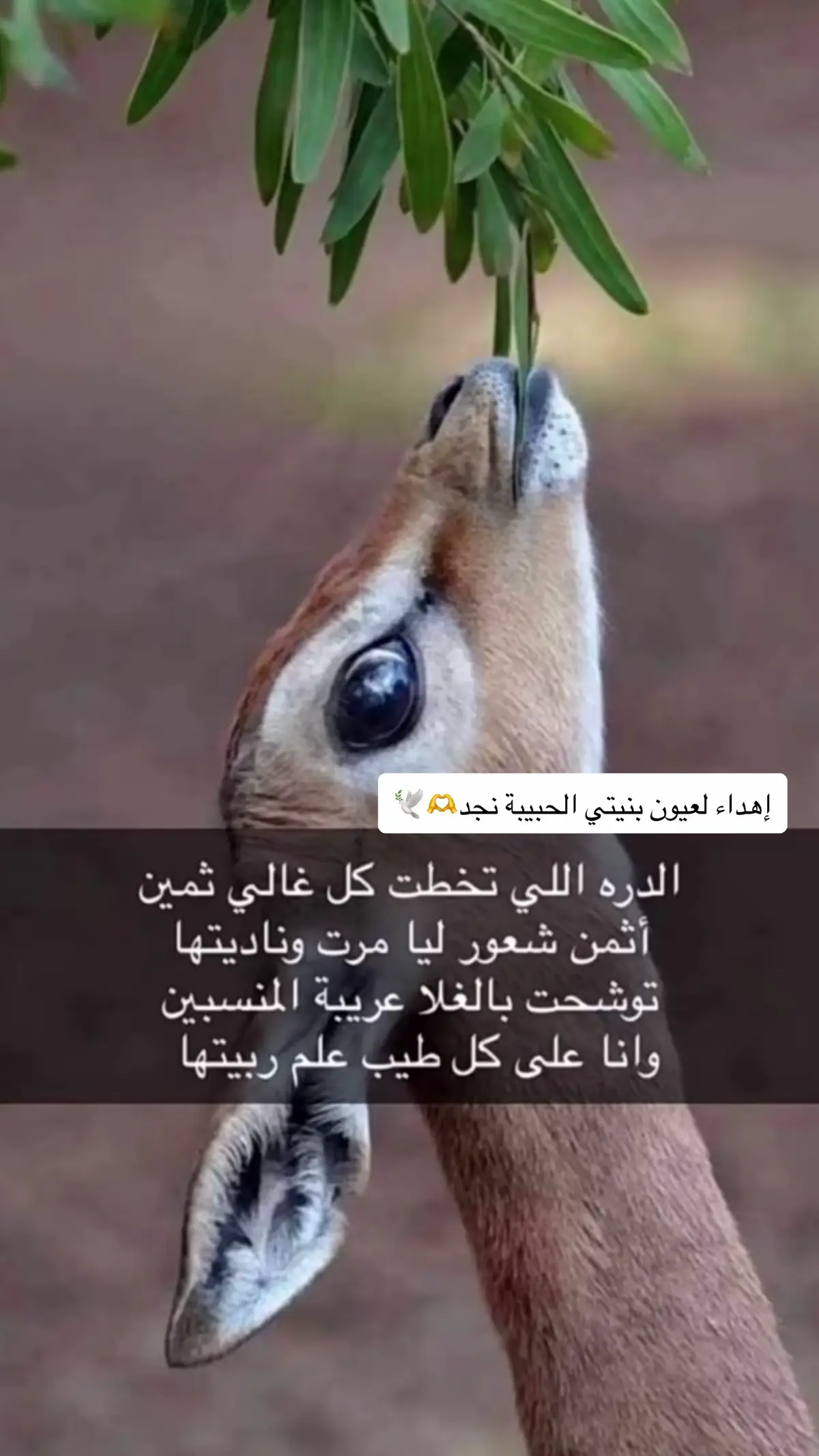 حبيبتي خالتي الغاليه وامي ثانيه تسلمى على إلاهداء ربي يحفظك لى ي اغلى ام ❤️ زوجه ابوي الغالي 