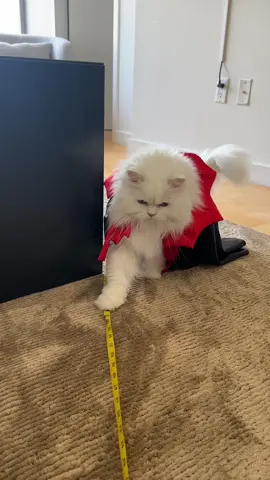 A fluffy vampire. #persiancat #fyp #catsoftiktok 