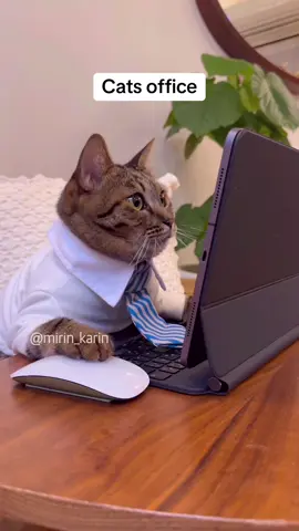 #comdey #cats 