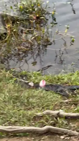 He didnt quite understand the the release part of catch and release….. #funnyvideos #funnytiktok #fishing #toddlersoftiktok #catchandrelease #fyp #OhNo #funnytoddler 