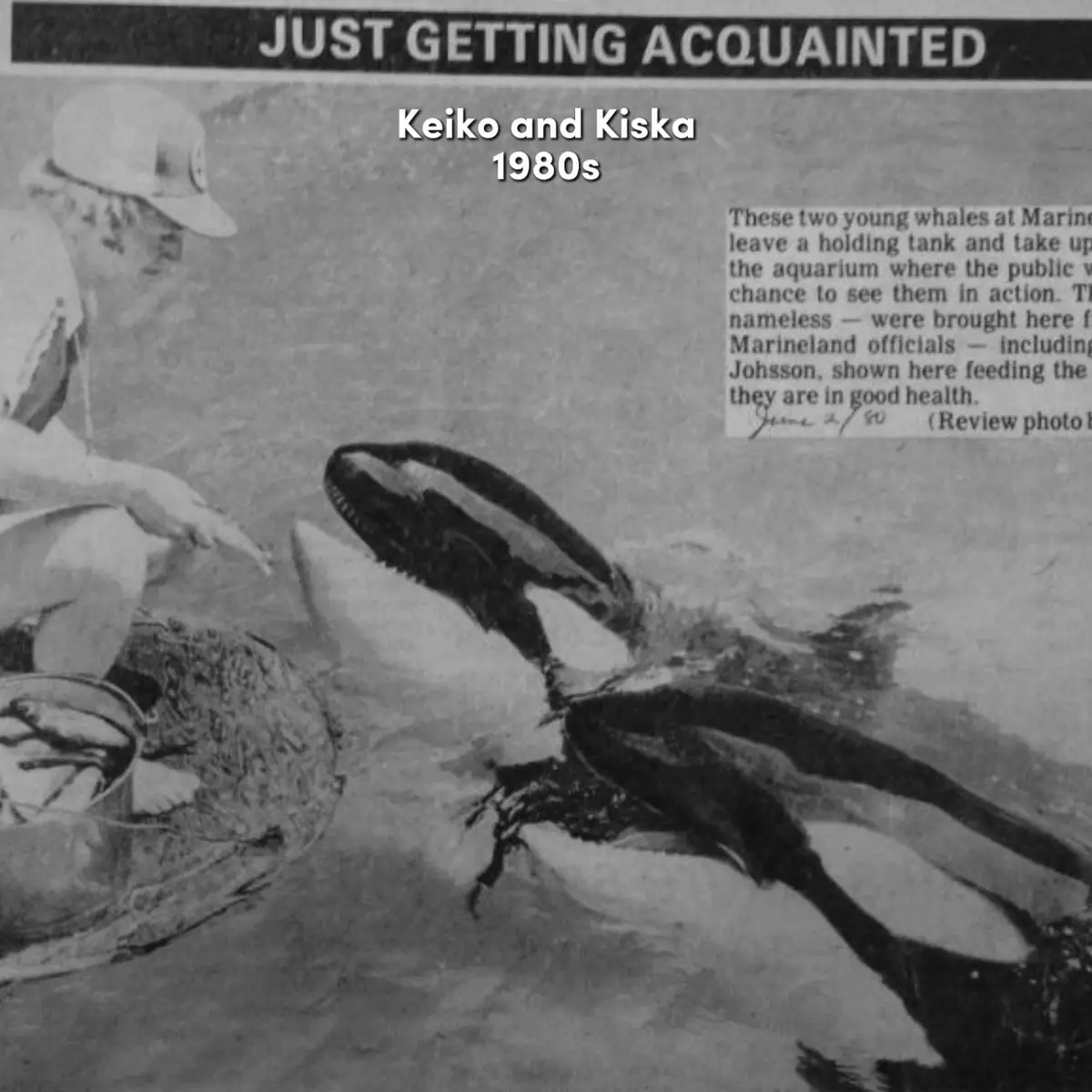 I feel like mot many people know that Keiko and Kiska, arguably the two most notable captive orcas, had actually spent time together, until keiko moved to Mexico. They both had similar yet different ends of life, they were both alone, but keiko was free and kiska wasn’t. I do wonder sometimes what it would’ve been like if they stayed together. . . #fyp #keikotheorcawhale #kiskatheorca #viral #sad #captivity #killerwhale #marineland #seaworld #edit #photos #cool #keiko #friends #orcawhale #dolphin #trend #slideshow #freewilly #canada #cute #whale #funny #orcatok #trending #foryou #plsblowup #fypp