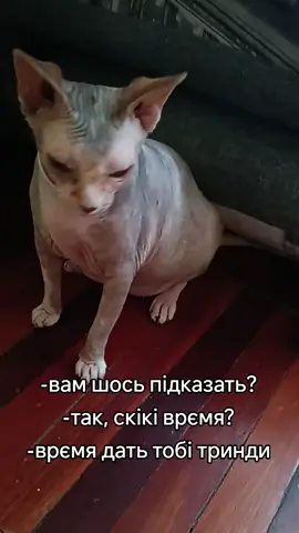 врємя підказати?⏳ #Євра #канадськийсфінкс #sphynxcat 