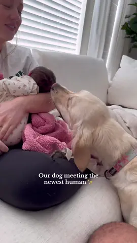 Replying to @Danielle Cote Sunny’s reaction to clara ✨ #4thbaby #postpartum #fyp #newbaby #girlmom #girldad #dogsandbabies 