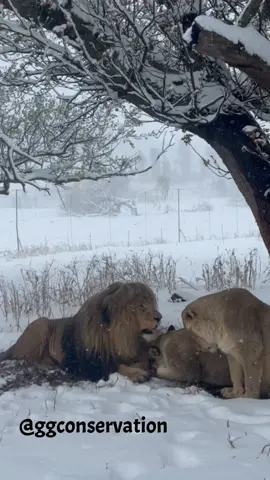 What a picture perfect snowy scene… like I said I have a tonne of snow content to post, it will be coming thick & fast … a bit like the snow was!! This is Boys pride in the South Africa snow 💕