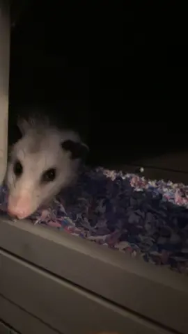#opossum #eating #foryoupage❤️❤️ #Foodie #hasbrowns #snack #animalsoftiktok #foryoupageofficiall 