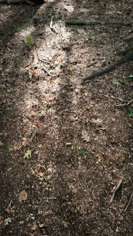 1 minute of forest glory 🍃 #forest #green #trees #nature #natur #calm #relaxing #weekend 
