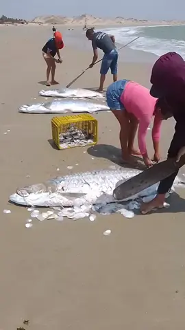 Vous ne devinerez jamais à quoi servent ces écailles de poisson 🐟 #tarpon #peche #lesaviezvous #incroyable 