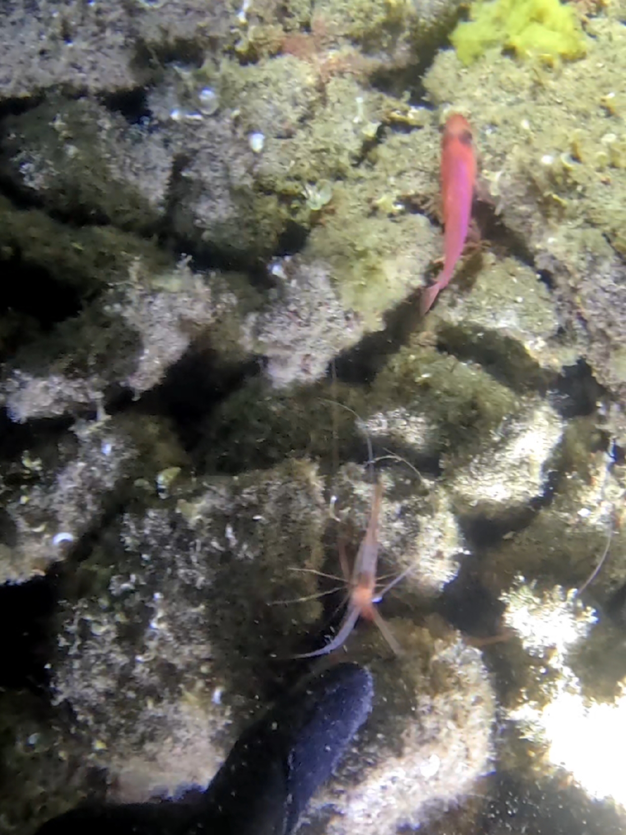 Hey Camarón‼️🦐 . . . #pescasubmarina #spearfishing #fishing #pesca #canarias #bigfish #zipkin 