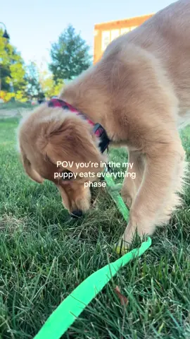 I need to know if violently ripping up chunks of grass & eating it is normal.. #goldenretriever #puppy #puppytiktok #dog #dogsoftiktok #grass #teething #fyp #trending 