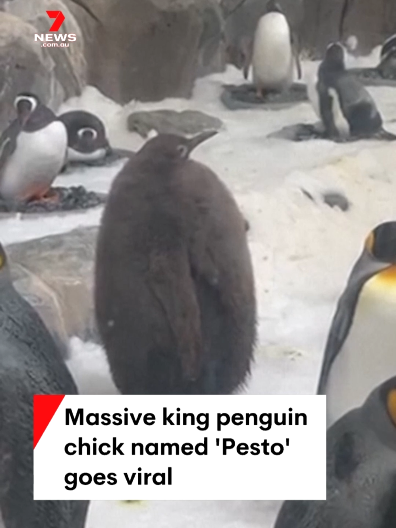 Weighing in at 22 kilograms, nine-month-old king penguin 'Pesto' has become an online sensation. He's the heaviest penguin chick at Melbourne's SEA LIFE Aquarium. #pesto #pestothepenguin #penguin #sealife #sealifemelbourne #melbourne#7NEWS