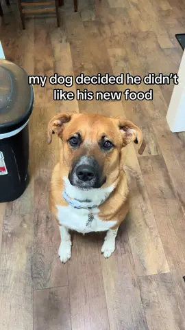 follow me for more pet parenting tips #dog #dogmom #cheese 