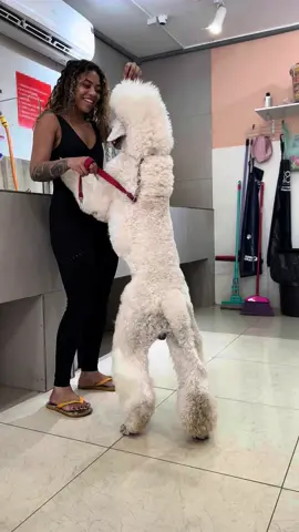 Poodle Gigante!🥰 @estercarv4lho amo vocês❤️ #poodle #cachorro #petshop #pets #fy 